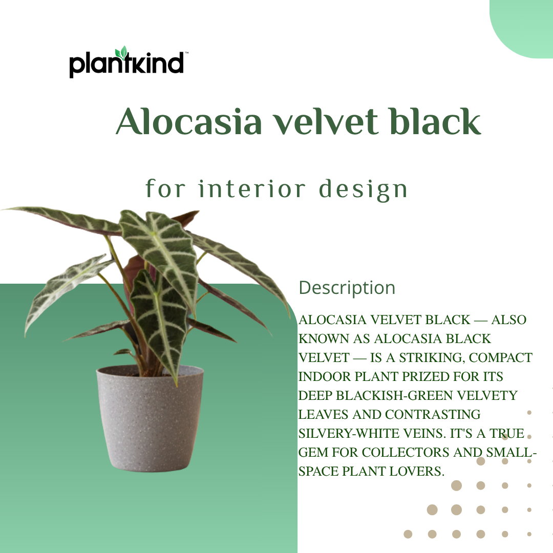 Alocasia Velvet Black| Velveta Black  |Indoor Plant | 1 Live Plant | Small