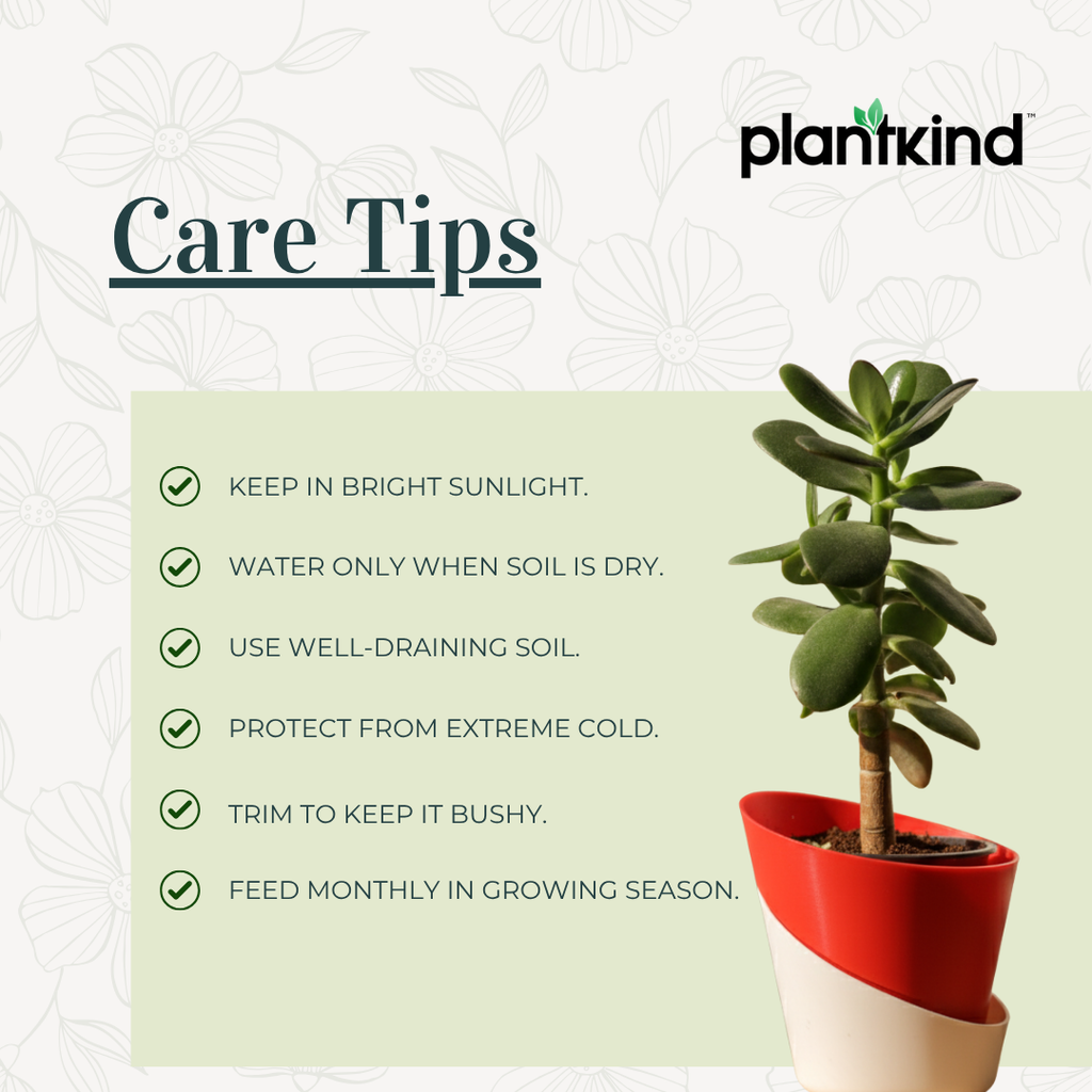 Crassula Ovata Plant | Succulent Plant | Indoor Plant | 1 Live Plant