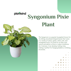 Syngonium Pixie Plant | Indoor Plant | Ornamental Plant | 1 Live Plant | Medium