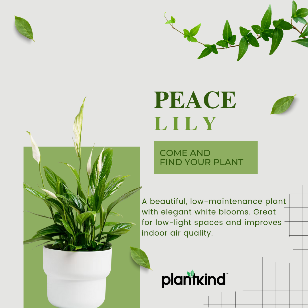Peace Lily Plant | Indoor Plant | Air Purifier Plant | Pack of 1