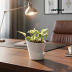 Money Plant N'joy | Indoor Plant | Climbing Plant | 1 Live Plant | Small