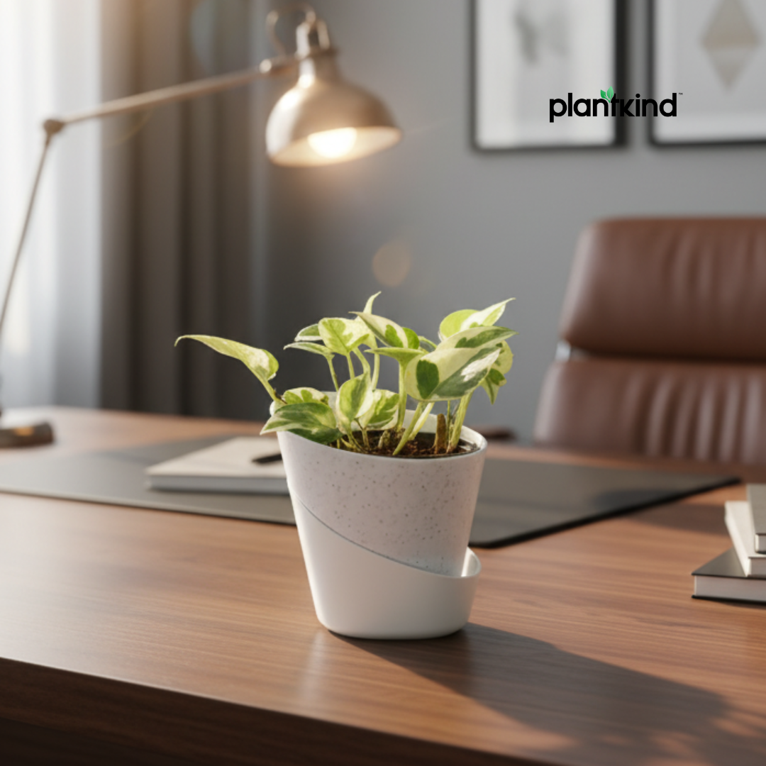 Money Plant N'joy | Indoor Plant | Climbing Plant | 1 Live Plant | Small