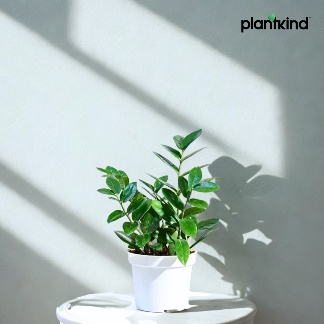 ZZ Plant | Zamioculcas zamiifolia | Fortune Plant| Indoor Plant | Pack Of 1