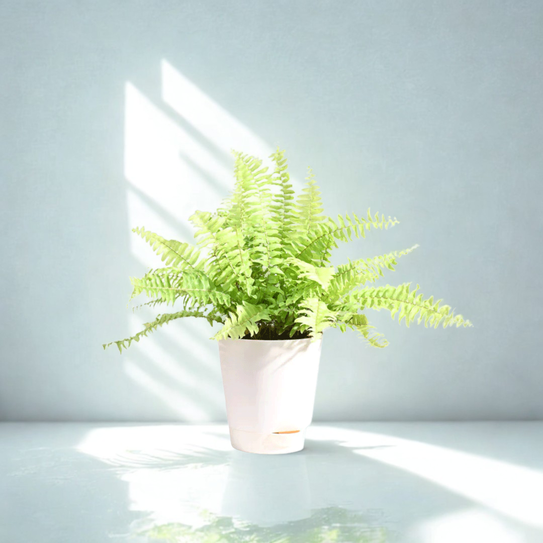 Golden Fern Plant | Indoor Plant | 1 Live Plant
