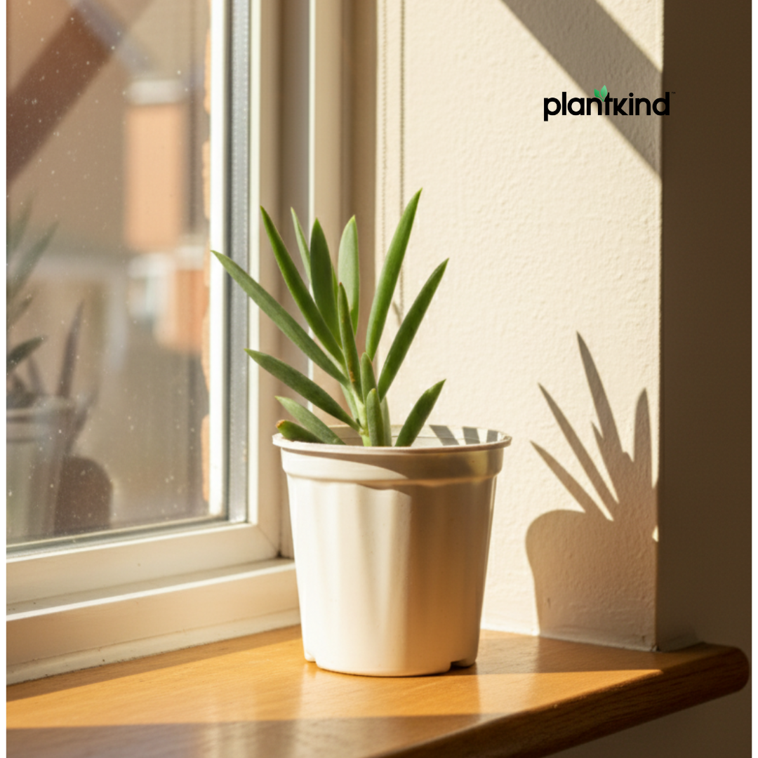 Blue Chalk Fingers Plant | Succulent Plant | Indoor Plant | 1 Live Plant