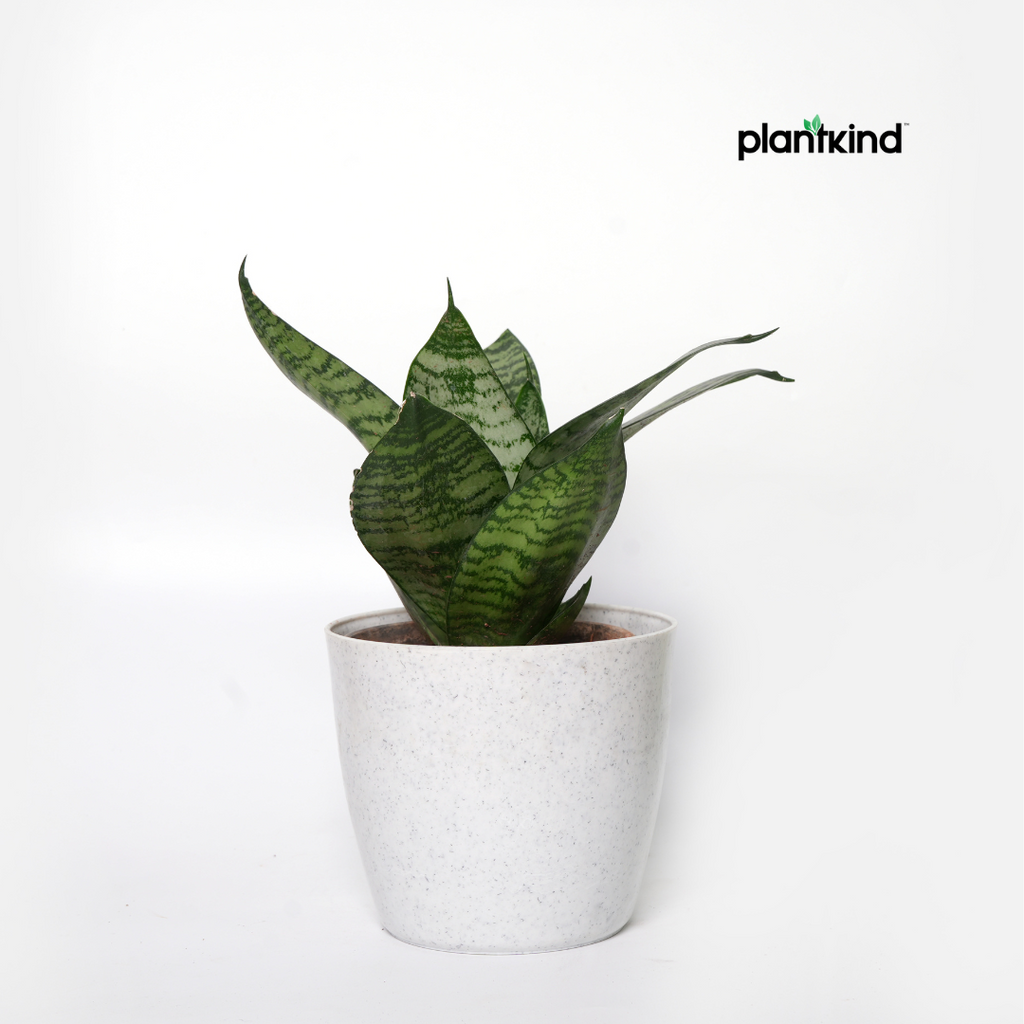 Plantkind Divinity Plastic Pots 5 Inch | Gardening Pot | Pack Of 1