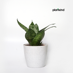 Plantkind Divinity Plastic Pots 5 Inch | Gardening Pot | Pack Of 1