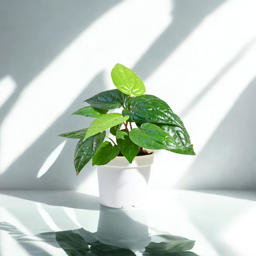 Betel Leaf (Magai Paan) Plant |  Medicinal And Aromatic Plant | Pack of 1