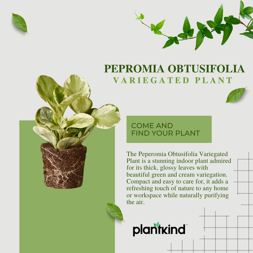 Peperomia Obtusifolia Variegated Plant | Air Purifying Plant| Indoor Plant | 1 Live Plant | Small