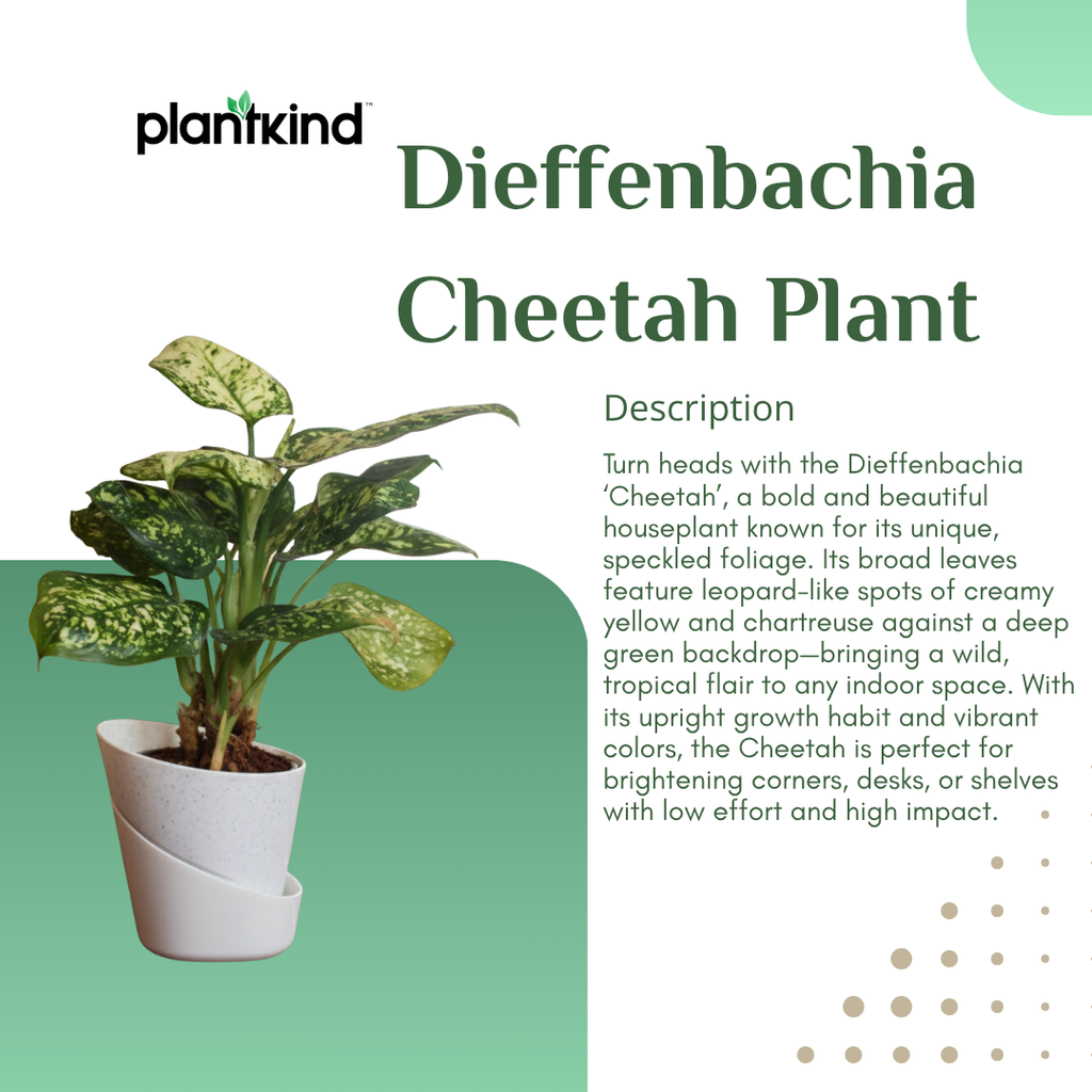 Dieffenbachia Cheetah Plant | Indoor Plant | 1 Live Plant| Small