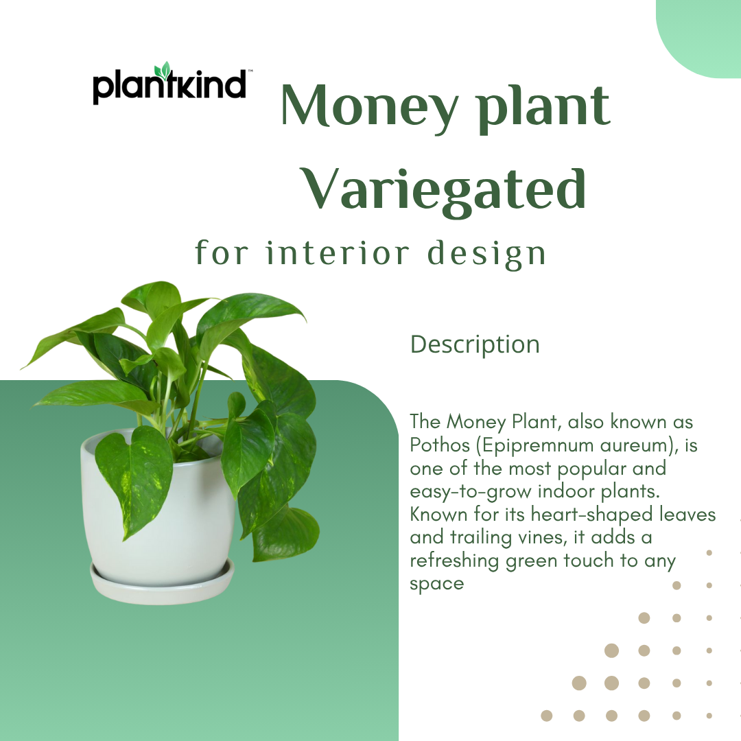 Money Plant Variegated | Lush Luck Money Plant |Indoor Plants|  1 Live Plant | Small