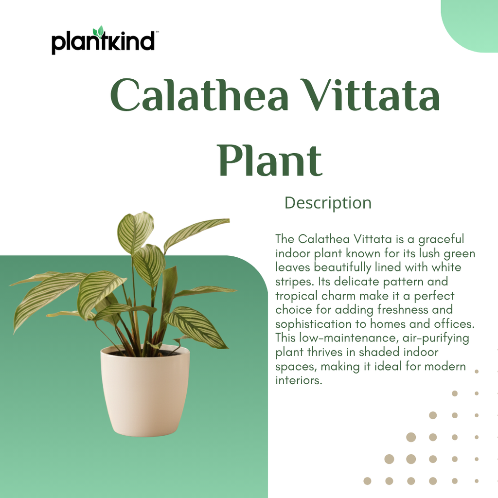 Calathea Vittata Plant | Indoor Plant | 1 Live Plant | Medium