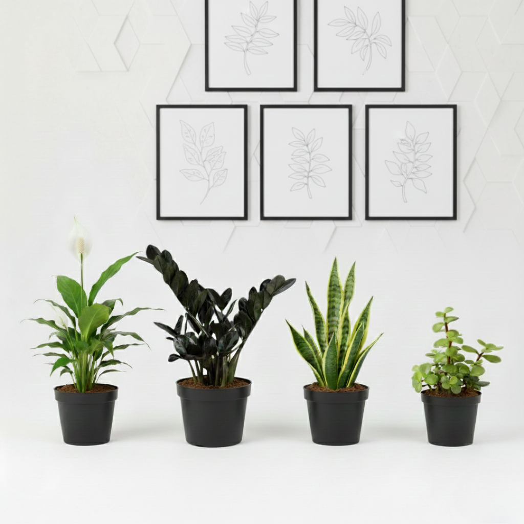 Calm Corner | Desk Plant Combo |Pack of 4 with Net pot