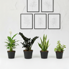 Calm Corner | Desk Plant Combo |Pack of 4 with Net pot