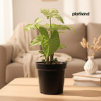 Syngonium Pixie Plant | Indoor Plant | Ornamental Plant | 1 Live Plant | Medium