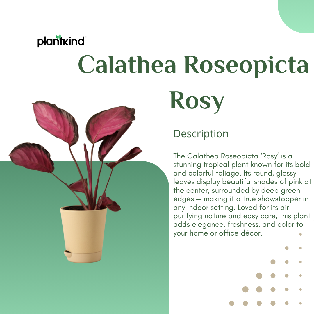 Calathea Roseopicta Rosy Plant | Air Purifying Plant | Indoor Plant | 1 Live Plant | Medium