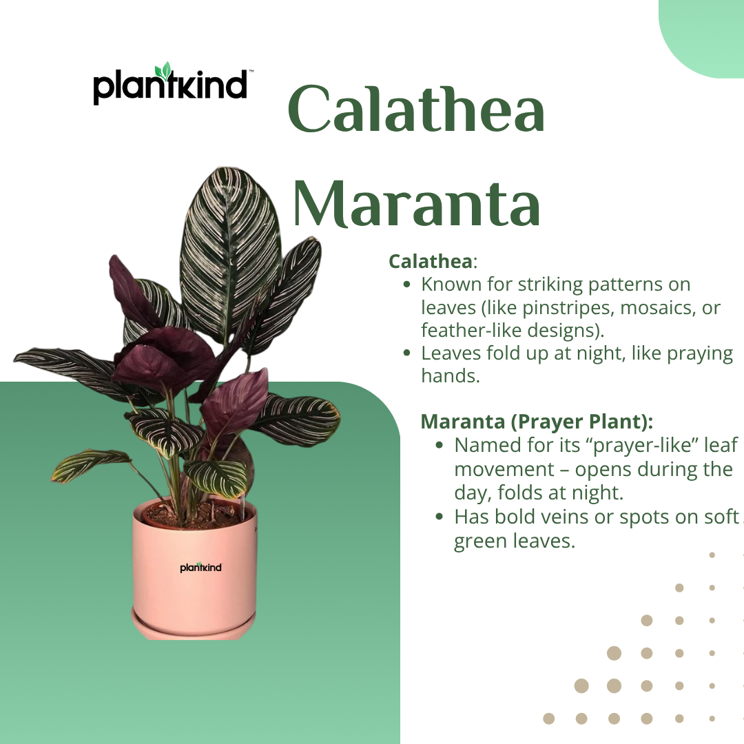 Calathea Maranta | Indoor Plant | Pack of 1