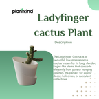 Lady Finger cactus Plant | Cactus Plant | 1 Live Plant