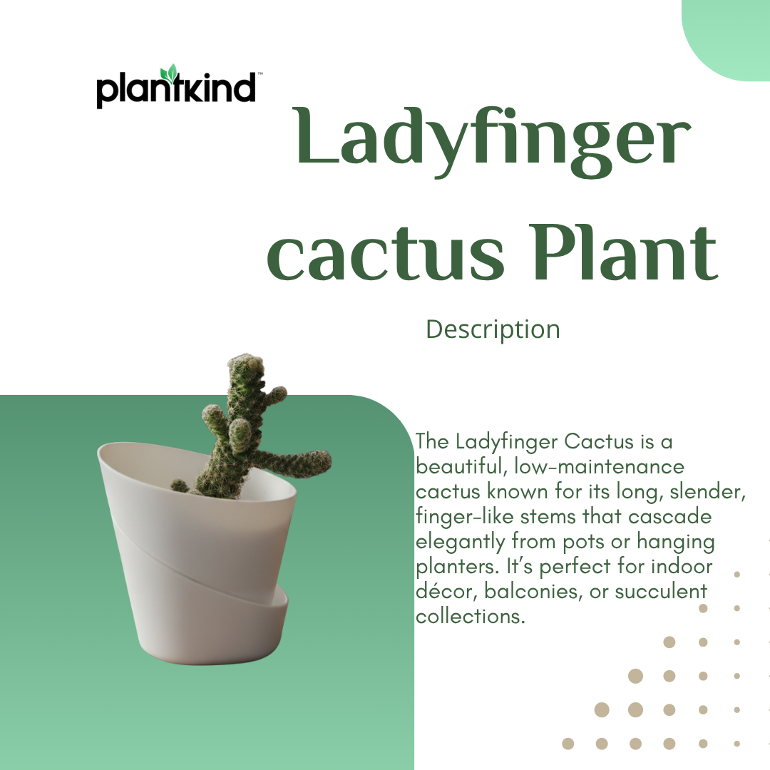 Lady Finger cactus Plant | Cactus Plant | 1 Live Plant