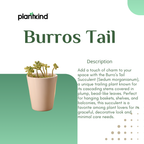 Burros Tail Succulent | Indoor Plant | 1 Live Plant