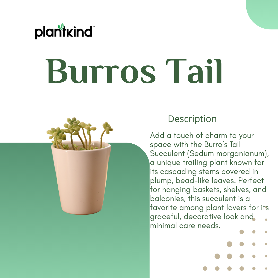 Burros Tail Succulent | Indoor Plant | 1 Live Plant