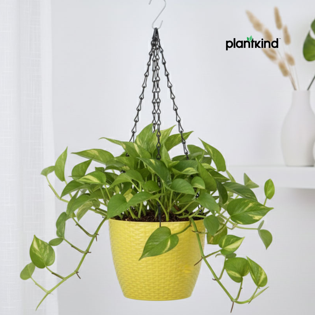 PlantKind Urban Bloom Hanging Planters | Gardening Pots | Pack of 1
