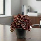 Peperomia Black Plant | Ornamental Plant | Plant For Homes And Office | Indoor Plant | Pack Of 1 | Small