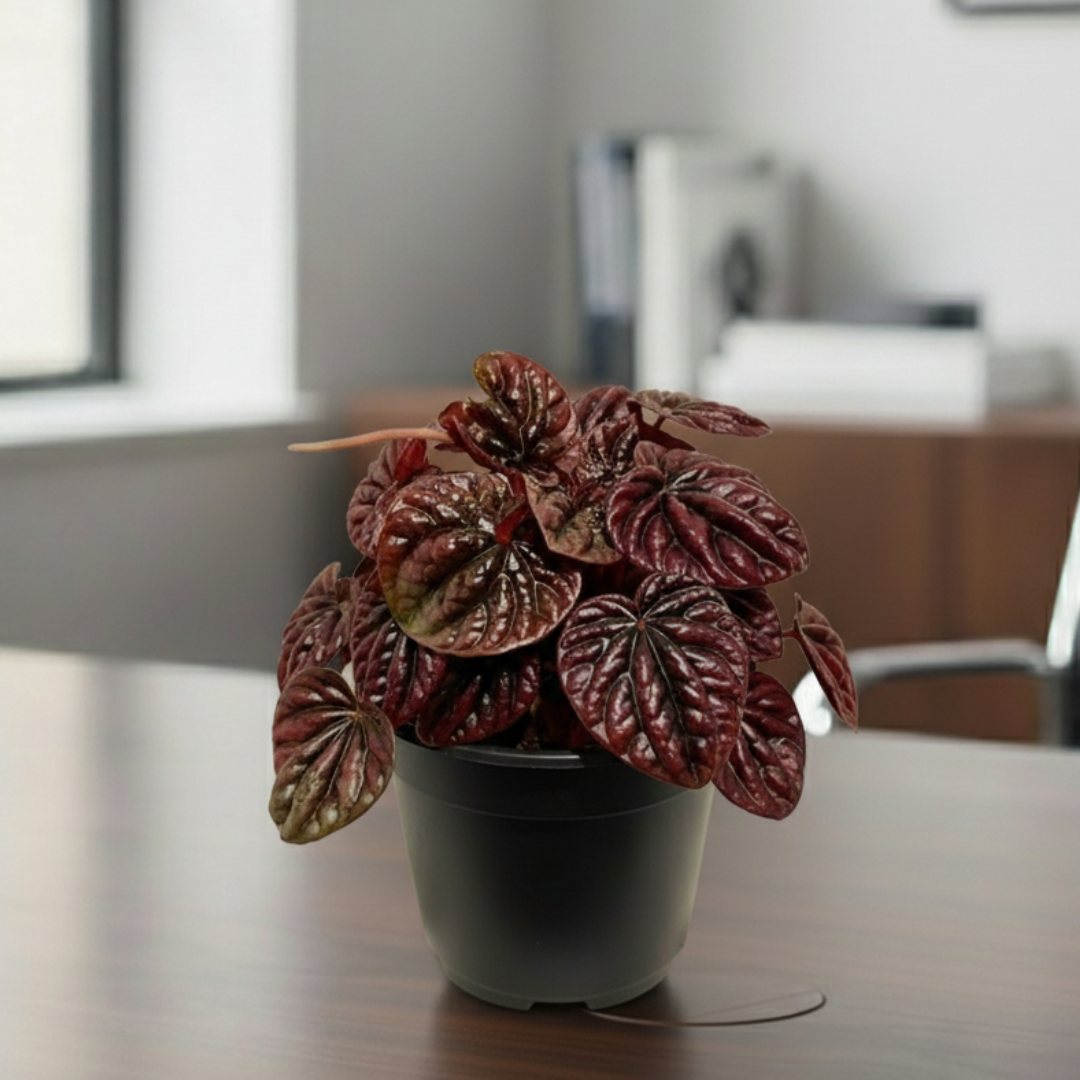 Peperomia Black Plant | Ornamental Plant | Plant For Homes And Office | Indoor Plant | Pack Of 1 | Small