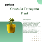 Crassula Tetragona Plant | Succulent Plant | 1 Live Plant