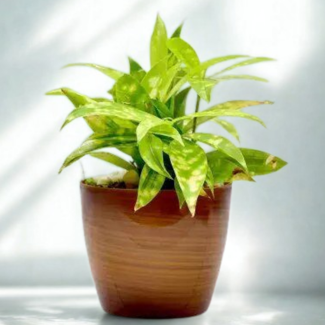 Dracaena Golden Milky Plant | Air Purifying Plant | 1 Live Plant