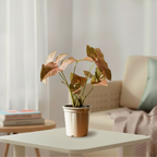 Syngonium Pink Plant | Indoor Ornamental Plant | 1 Live Plant | Small