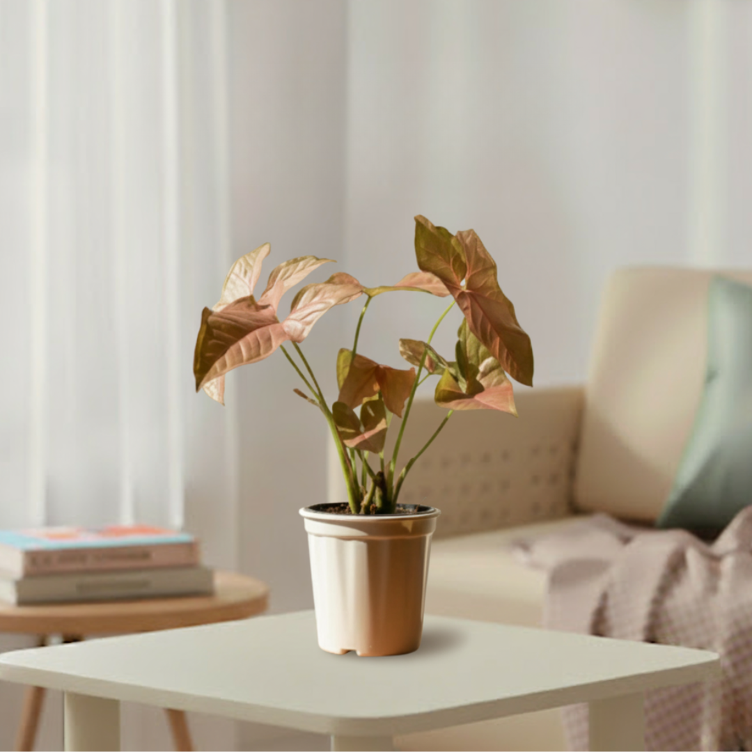 Syngonium Pink Plant | Indoor Ornamental Plant | 1 Live Plant | Small