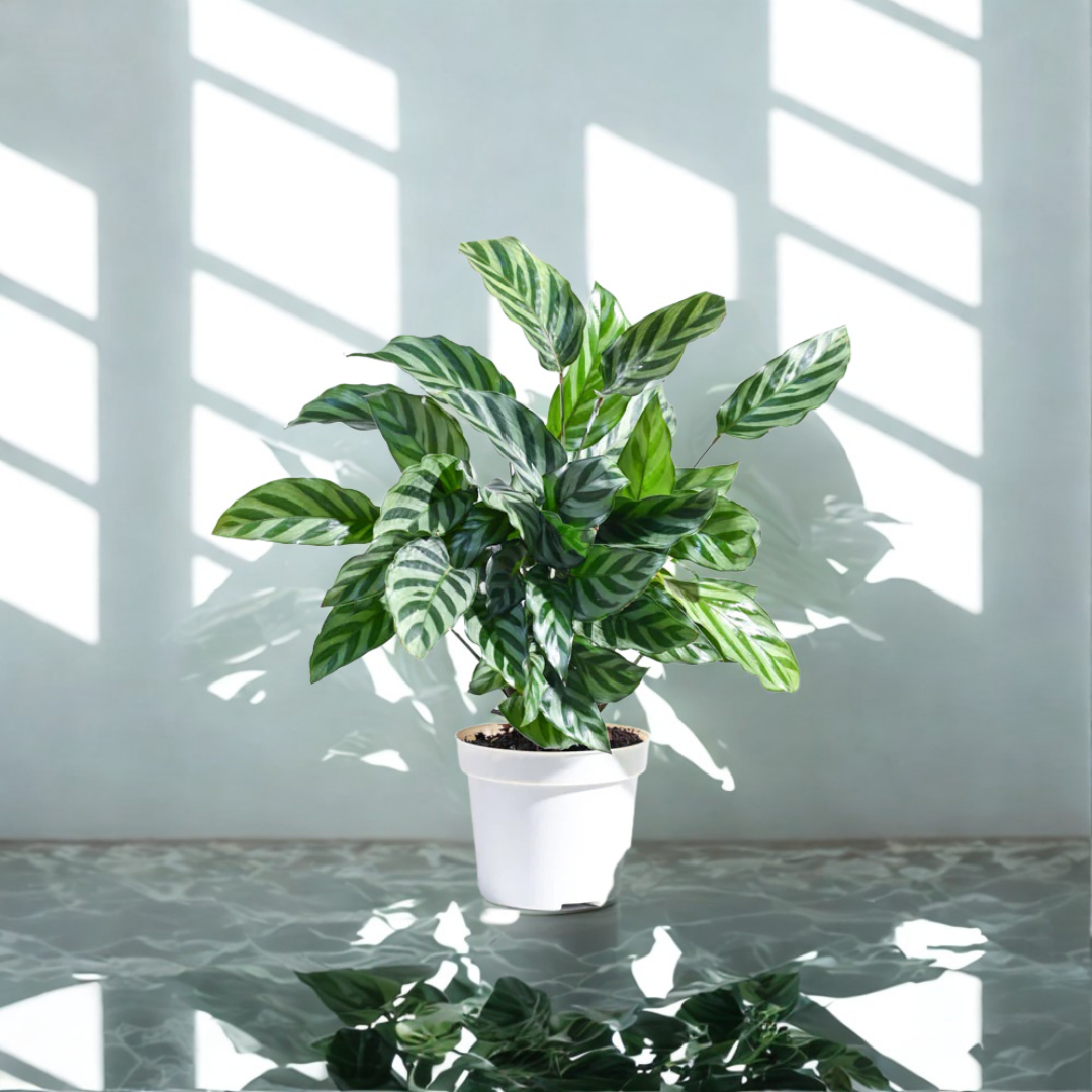 Calathea Freddie | Indoor Plant | 1 Live Plant