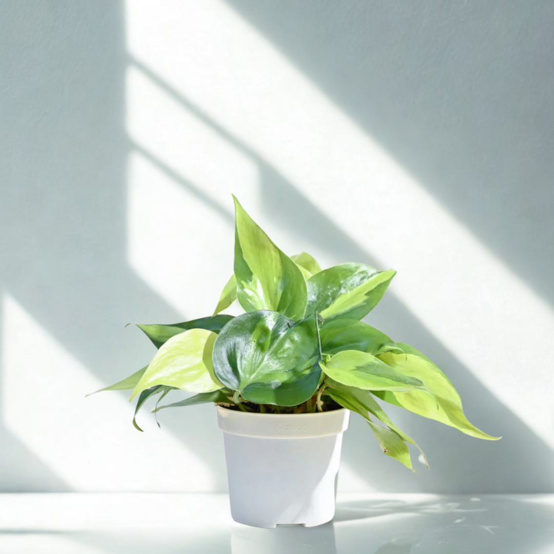 Philodendron Brasil Plant | Air Purifying Plant | 1 Live Plant
