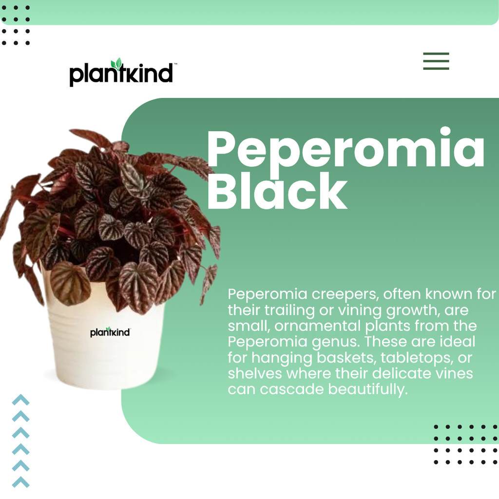 Peperomia Black Plant | Ornamental Plant | Plant For Homes And Office | Indoor Plant | Pack Of 1 | Small