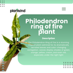 Philodendron Ring Of Fire Plant| Indoor Live Plant Pack Of 1