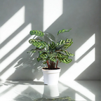 Peacock Plant | Indoor Ornamental Plant | 1 live Plant