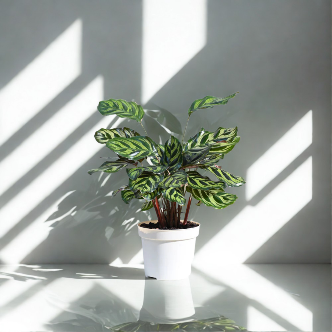 Peacock Plant | Indoor Ornamental Plant | 1 live Plant
