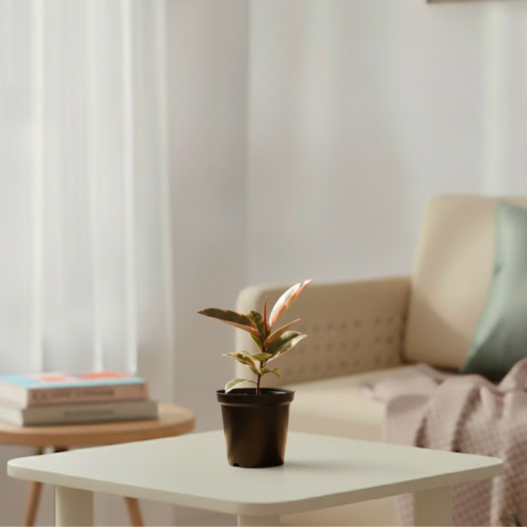 Rubber Plant Variegated | Indoor Plant | Outdoor Plant | 1 Live Plant | Small