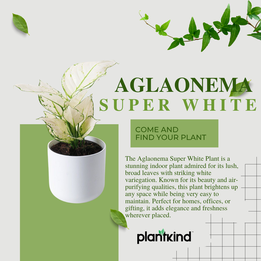 Aglaonema Super White Plant | Indoor Foliage Plant | 1 Live Plant|Small