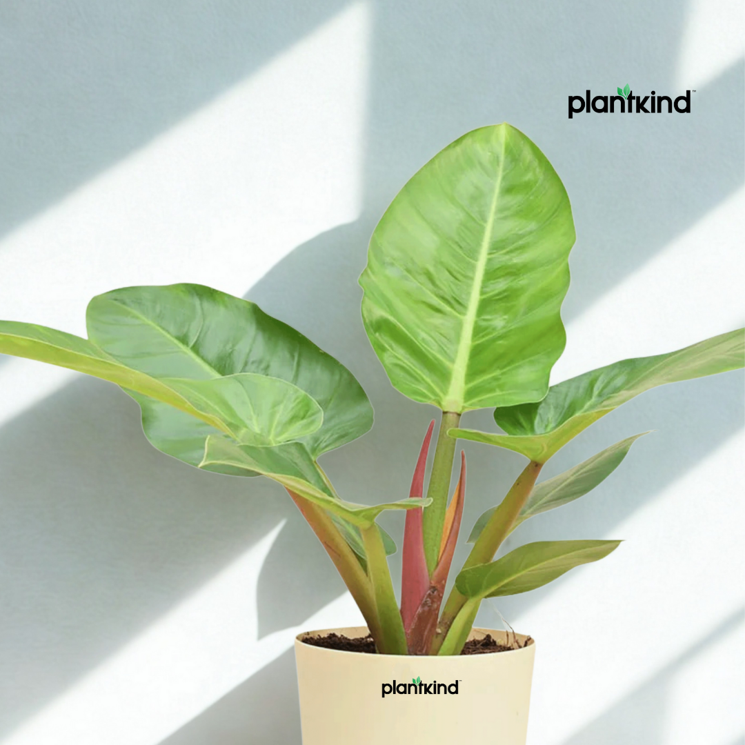 Philodendron Melinonii Golden - Large