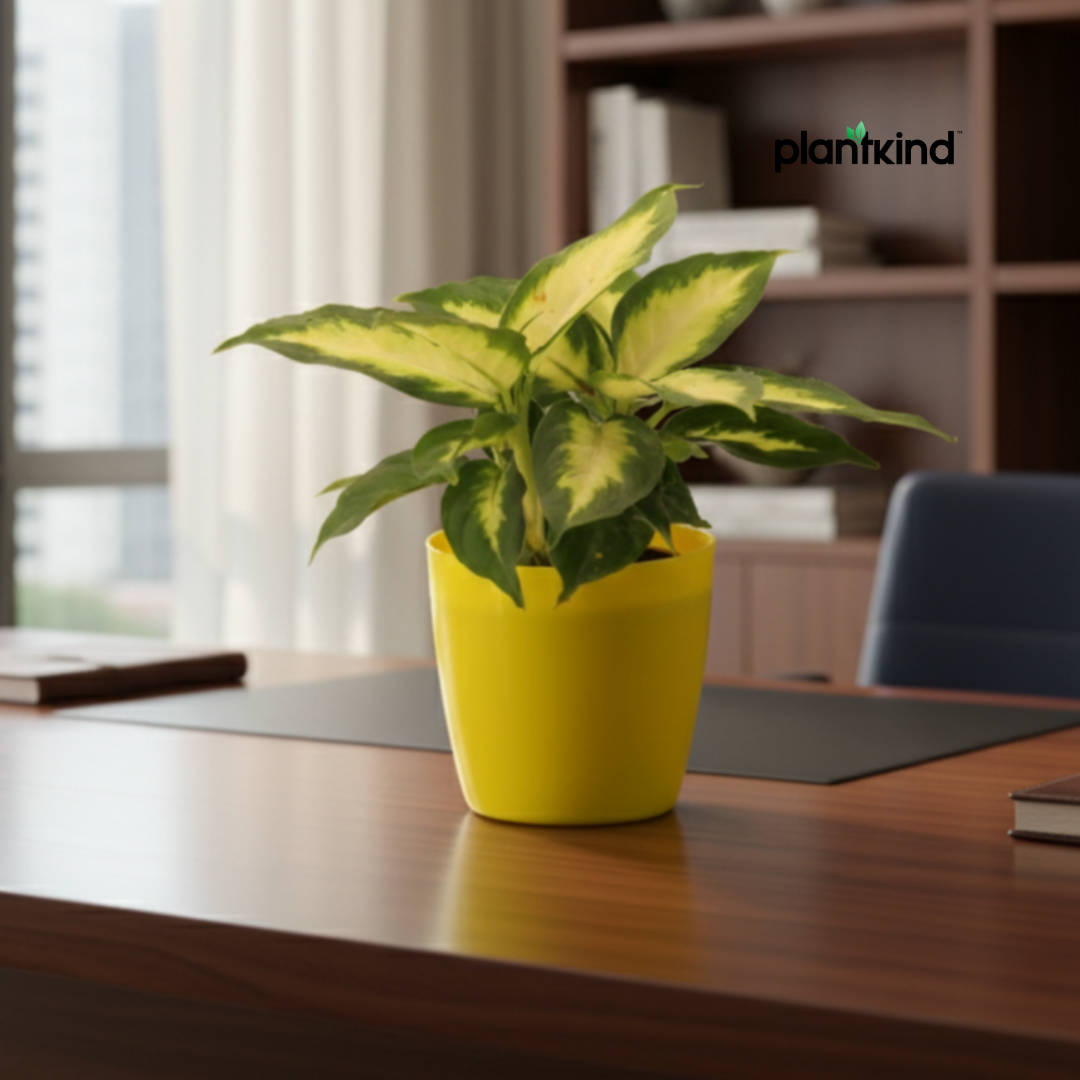 Aglaonema Green| Indoor Plant  | 1 Live Plant | Small