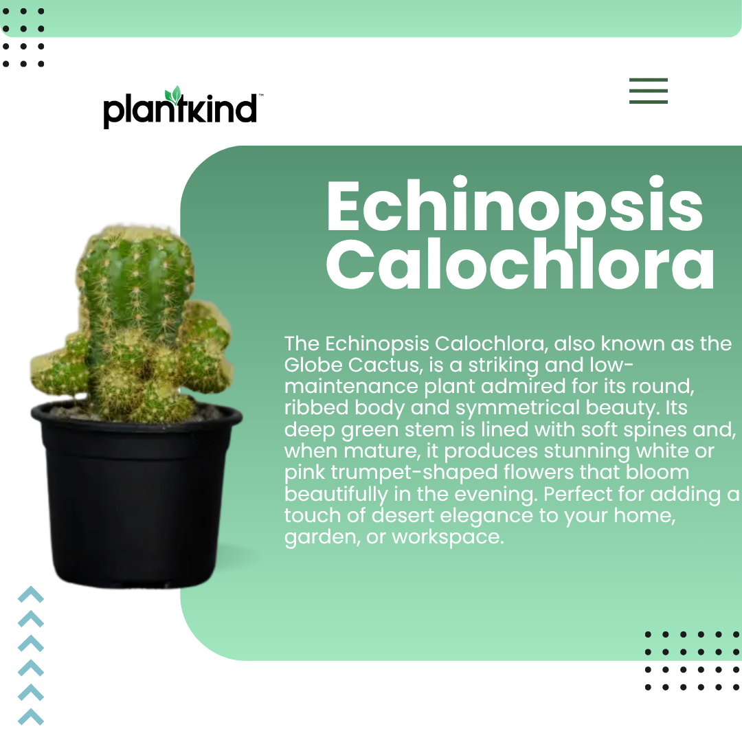 Echinopsis Calochlora | Succulent Plant | Indoor Plant | 1 Live Plant