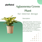 Aglaonema Green| Indoor Plant  | 1 Live Plant | Small