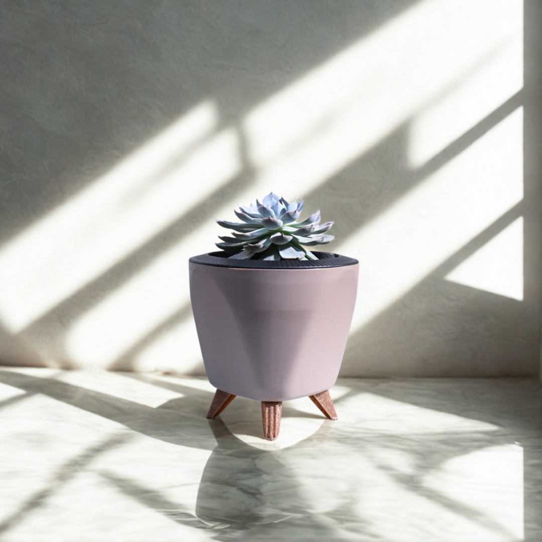 Echeveria Subsesilis Hybrid Silver Plant | Succulent Plant | Indoor Plant | Pack Of 1