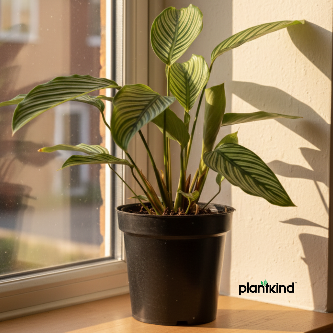Calathea Vittata Plant | Indoor Plant | 1 Live Plant | Medium