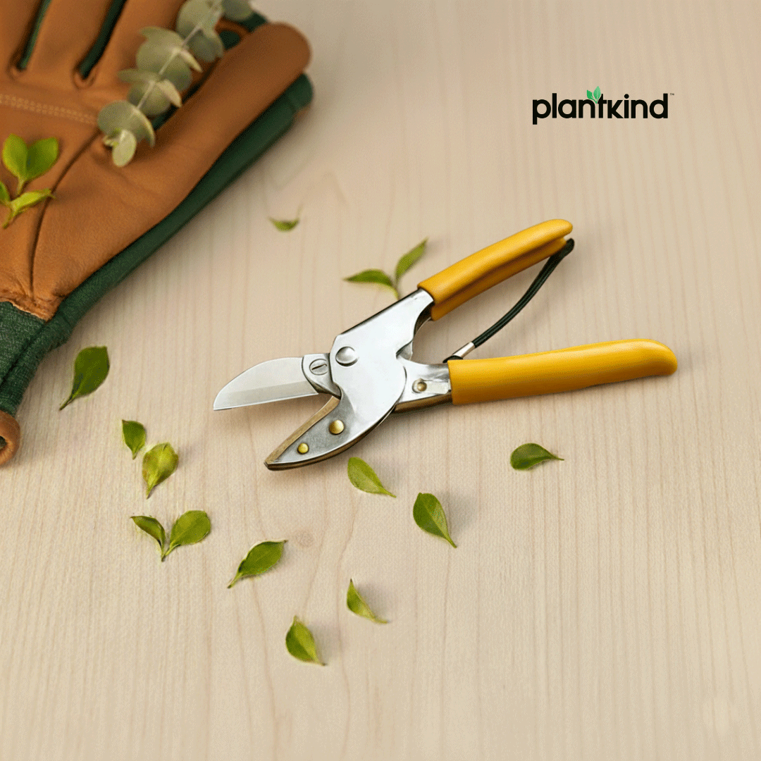 Heavy Duty Anvil Pruner | 1pc
