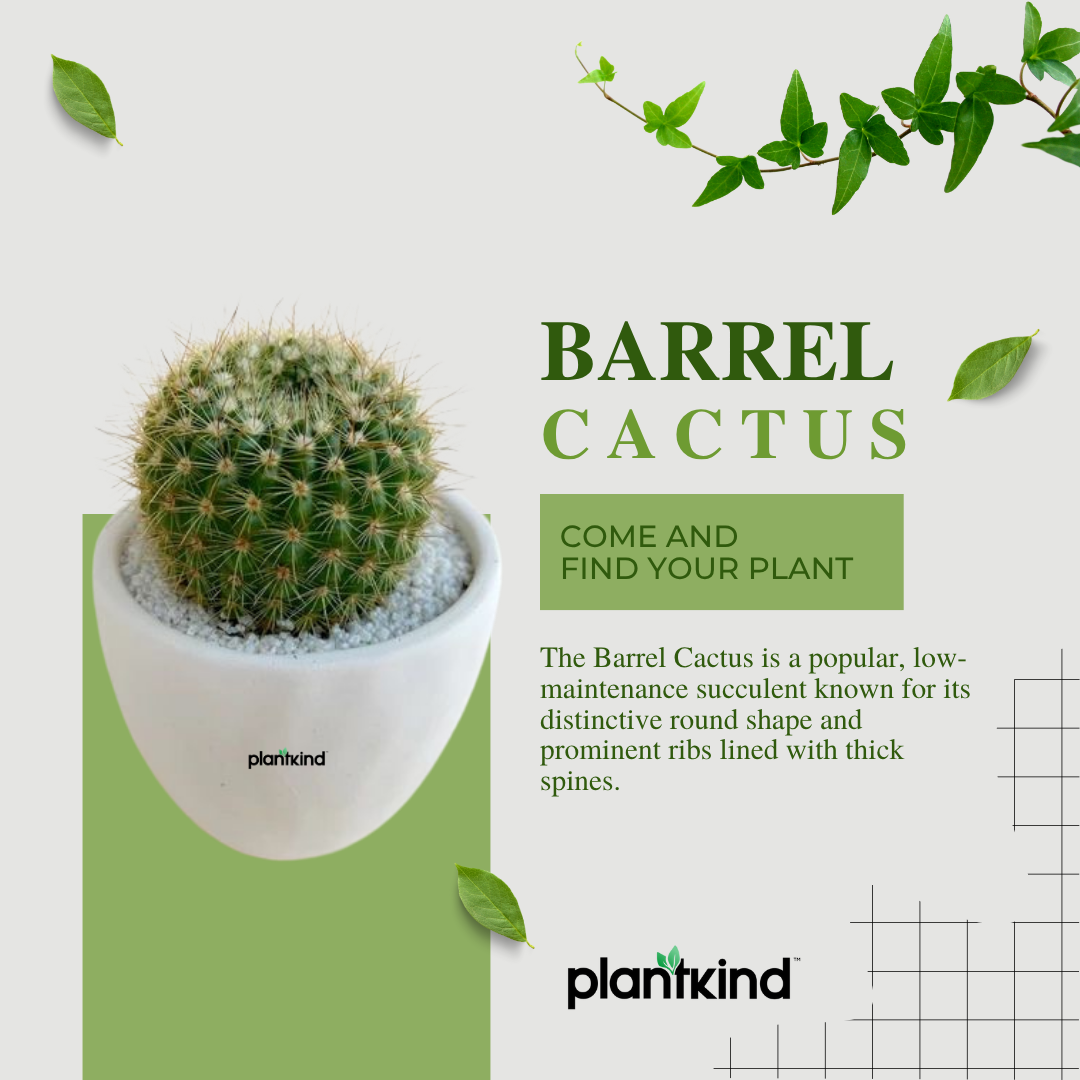 Barrel Cactus Plant | Indoor Plant | Pack Of 1