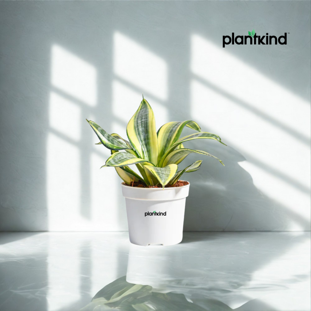 Snake Plant - Golden | Indoor Plant | Pack Of 1