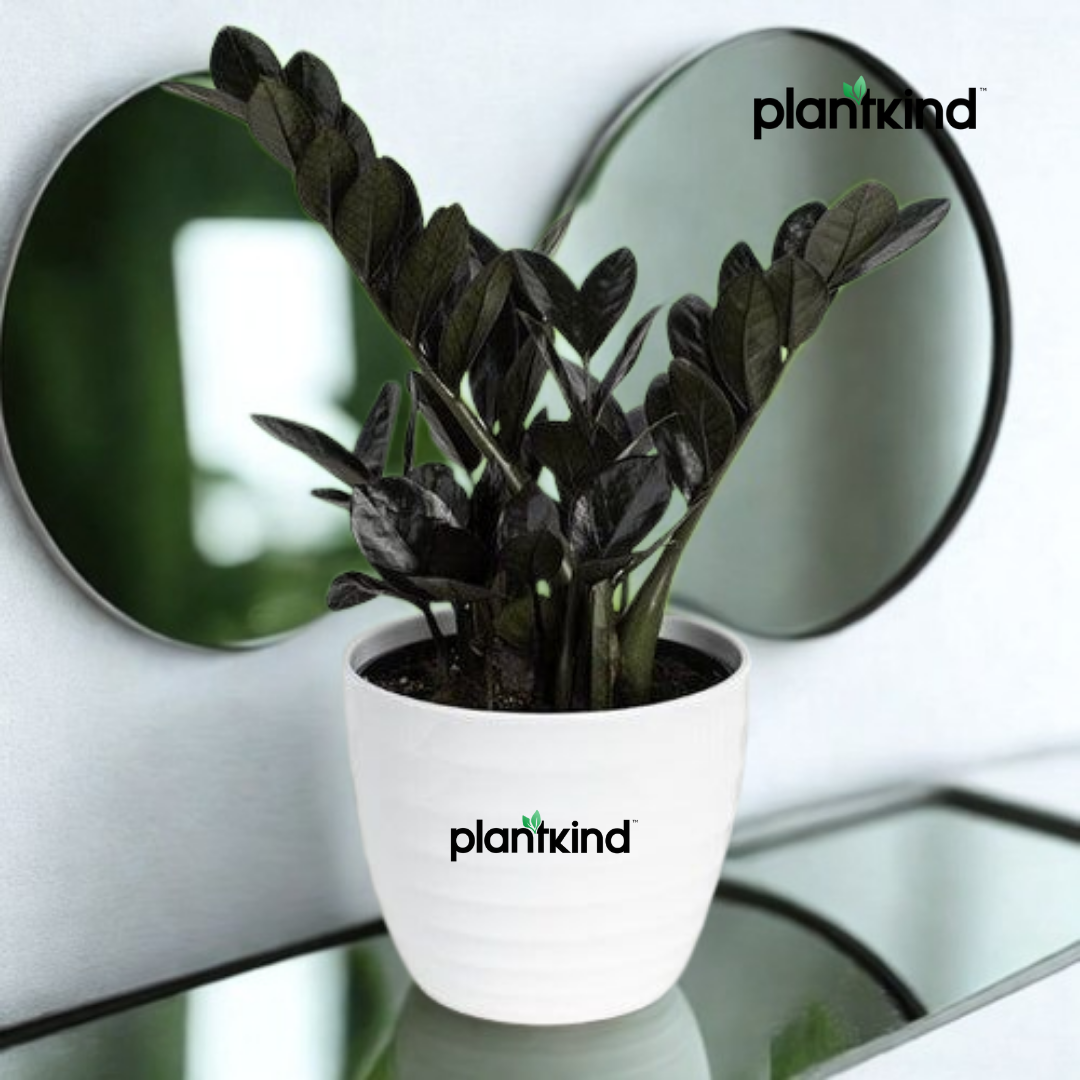 ZZ Black Plant | Zamioculcas zamiifolia ‘Raven’ | Raven ZZ Plant| Indoor Plant | Pack Of 1